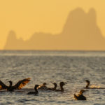 Observación de aves en Ibiza