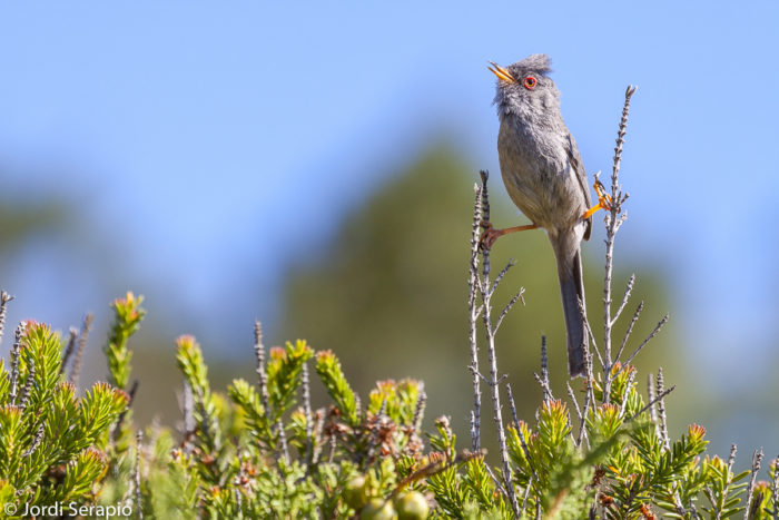 Turismo de naturaleza en Ibiza