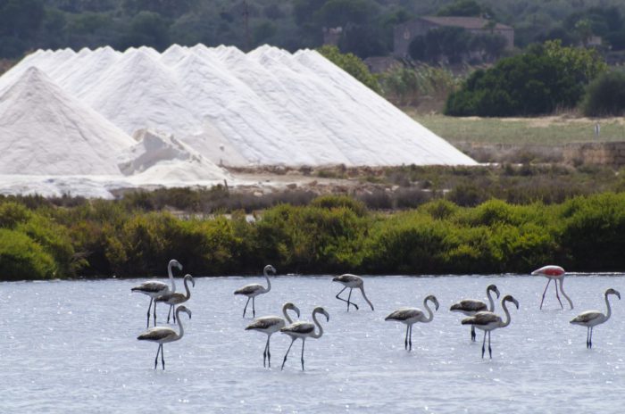 Flamencos en el Parque Natural de Ses Salines